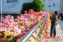 广西南宁：“彩虹”飞架闹市间